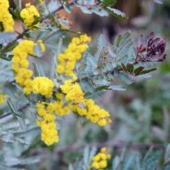 Acacia Baileyana 'purpurea' (acacia Pourpre De Bailey) Jaune - Taille Pot De 3 Litres - 80/100 Cm 7 Acacia Baileyana 'purpurea' (acacia Pourpre De Bailey) Jaune - Taille Pot De 3 Litres - 80/100 Cm -Flora Soldes 64038b61d87853.66386408