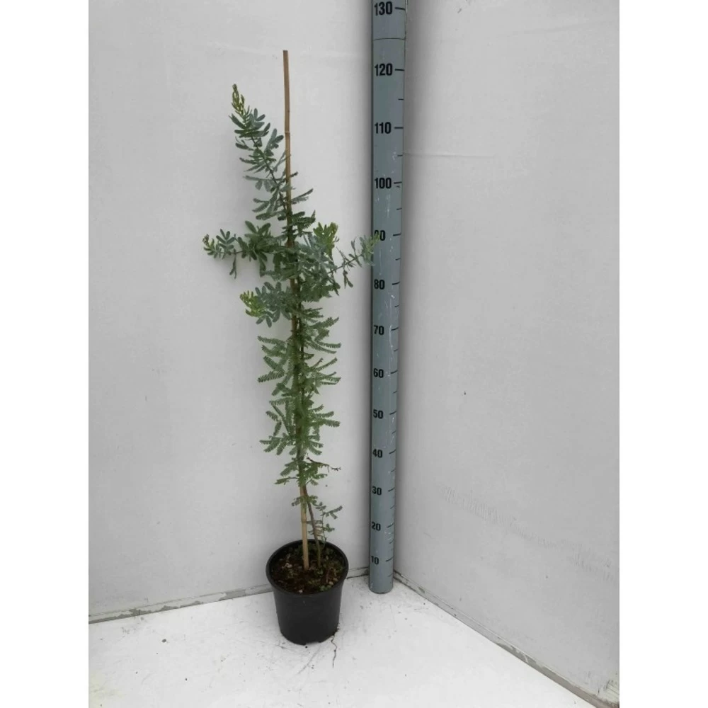 Acacia Baileyana 'purpurea' (acacia Pourpre De Bailey) Jaune - Taille Pot De 3 Litres - 80/100 Cm 3 Acacia Baileyana 'purpurea' (acacia Pourpre De Bailey) Jaune - Taille Pot De 3 Litres - 80/100 Cm
