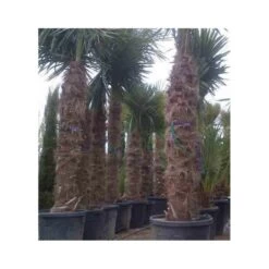 Trachycarpus Fortunei (palmier Chanvre, Palmier Moulin à Vent) 17l - Stipe 20/30 -total 100/120cm -Flora Soldes 64038b6bda1517.31334211