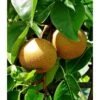 Pyrus Pyrifolia (poirier Chinois Ou Nashi) Blanc - Taille Pot De 5 Litres - 100/120 Cm -Flora Soldes 64038b6f9470f6.50551373