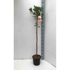 Arbutus Unedo Var. Rubra (arbousier) Blanc - Taille Pot De 2 Litres ? 30/40 Cm -Flora Soldes 64038b70ba9584.03794741