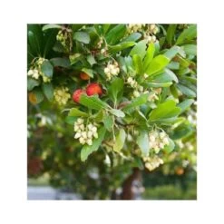 Arbutus Unedo Var. Rubra (arbousier) Blanc - Taille Pot De 2 Litres ? 30/40 Cm -Flora Soldes 64038b70be2740.89600374