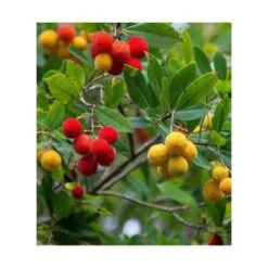 Arbutus Unedo Var. Rubra (arbousier) Blanc - Taille Pot De 2 Litres ? 30/40 Cm -Flora Soldes 64038b70c1f563.02804112