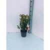 Arbutus Unedo Var. Rubra (arbousier) Blanc - Taille Pot De 2 Litres ? 30/40 Cm -Flora Soldes 64038b70c59883.35076514