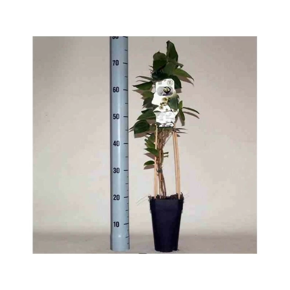 Actinidia Arguta Ken's Red ( Kiwai, Nergi, Kiwi De Sibérie, Kiwi Nain) Taille Pot De 2 Litres ? 40/60 Cm 3 Actinidia Arguta Ken's Red ( Kiwai, Nergi, Kiwi De Sibérie, Kiwi Nain) Taille Pot De 2 Litres ? 40/60 Cm