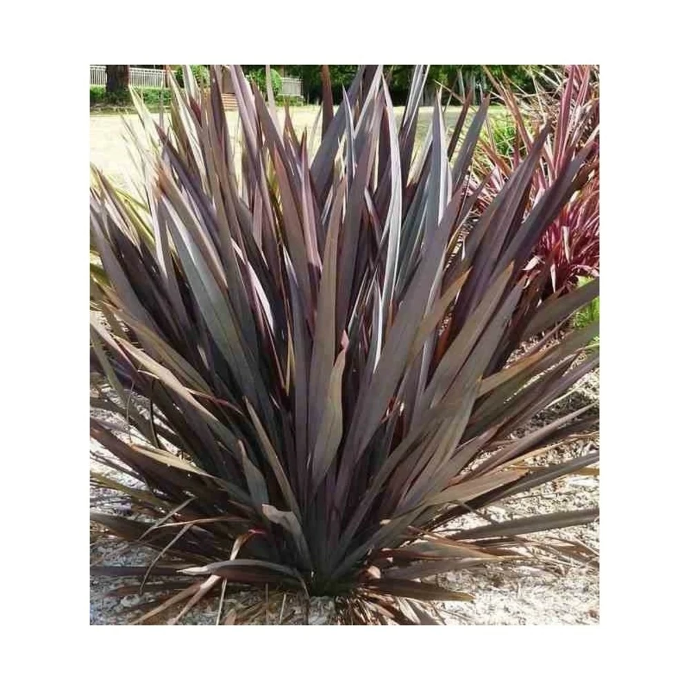 Phormium Tenax Var. Purpurea (lin De Nouvelle-zélande) Taille Pot De 6 Litres - 80/100 Cm - Jaune Et Rouge 5 Phormium Tenax Var. Purpurea (lin De Nouvelle-zélande) Taille Pot De 6 Litres - 80/100 Cm - Jaune Et Rouge - Image 3