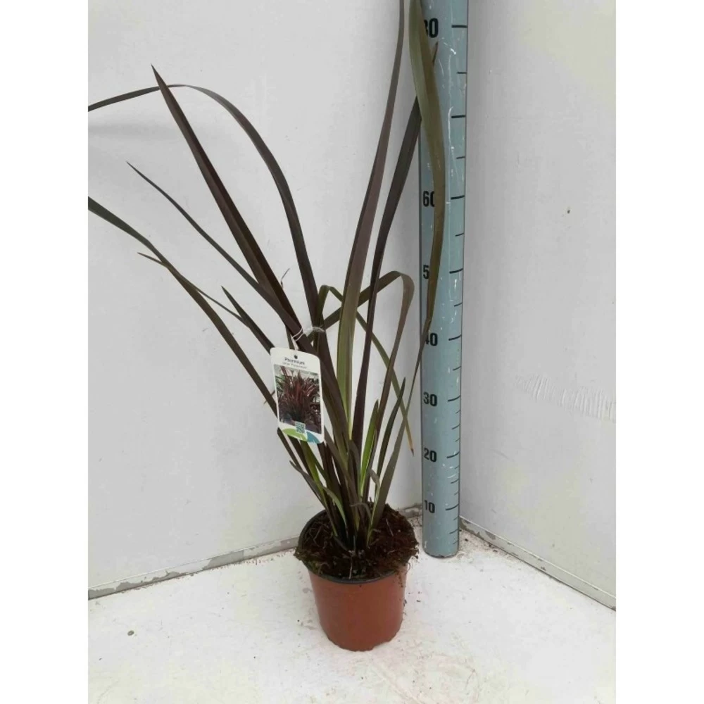 Phormium Tenax Var. Purpurea (lin De Nouvelle-zélande) Taille Pot De 6 Litres - 80/100 Cm - Jaune Et Rouge 3 Phormium Tenax Var. Purpurea (lin De Nouvelle-zélande) Taille Pot De 6 Litres - 80/100 Cm - Jaune Et Rouge