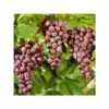 Vigne à Raisin Rouge (vitis Labrusca Spulga) Taille Pot De 2 Litres - 50/70 Cm -Flora Soldes 64038b8013c0a0.64122449