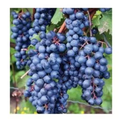 Vigne à Raisin Rouge (vitis Labrusca Spulga) Taille Pot De 2 Litres - 50/70 Cm -Flora Soldes 64038b80189970.05099793