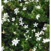 Carissa Grandiflora Blanc - Taille Pot De 4 Litres - 50/70 Cm 1 Carissa Grandiflora Blanc - Taille Pot De 4 Litres - 50/70 Cm -Flora Soldes 64038b88dde081.48857798