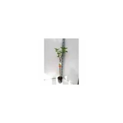 Ficus Carica (figuier) Blanc - Taille Pot De 5 Litres ? 80/100 Cm -Flora Soldes 64038b954c09f2.31800998