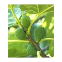 Ficus Carica (figuier) Blanc - Taille Pot De 5 Litres ? 80/100 Cm -Flora Soldes 64038b954fb694.54877303