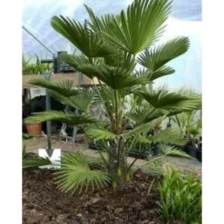 Trachycarpus Wagnerianus (palmier De Chusan, Palmier Moulin à Vent) Pot De 7 Litres - 40/60 Cm -Flora Soldes 64038b973e0fc4.25765236