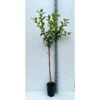 Diospyros Kaki Var.fuyu (plaqueminier) Taille Pot De 3 Litres - 80/100 Cm - Jaune -Flora Soldes 64038b9bd192a7.96246014