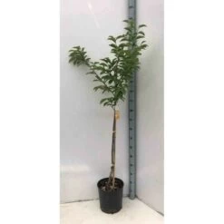 Diospyros Kaki Var.fuyu (plaqueminier) Taille Pot De 3 Litres - 80/100 Cm - Jaune -Flora Soldes 64038b9bd59149.51921816