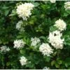 Murraya Paniculata (buis De Chine, Bois Jasmin, Oranger Jasmin) Blanc - Taille Pot De 25l- 125/150cm -Flora Soldes 64038ba43a3f28.94173098