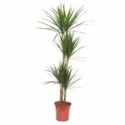 Dracaena Marginata 'green' (dragonnier) Taille Pot De 80l - Total 175/200cm -Flora Soldes 64038ba5f07843.08583945