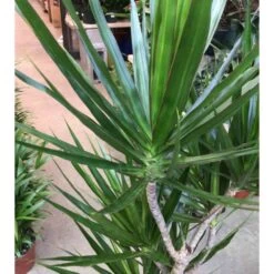Dracaena Marginata 'green' (dragonnier) Taille Pot De 80l - Total 175/200cm -Flora Soldes 64038ba6007df9.64189867