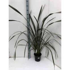 Phormium Tenax Var. Purpurea (lin De Nouvelle-zélande) Taille Pot De 2 Litres ? 30/40 Cm - Jaune Et Rouge -Flora Soldes 64038ba7367ba9.10691505