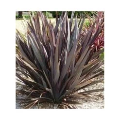 Phormium Tenax Var. Purpurea (lin De Nouvelle-zélande) Taille Pot De 2 Litres ? 30/40 Cm - Jaune Et Rouge -Flora Soldes 64038ba73e8b16.29335605