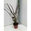Phormium Tenax Var. Purpurea (lin De Nouvelle-zélande) Taille Pot De 2 Litres ? 30/40 Cm - Jaune Et Rouge -Flora Soldes 64038ba74202c6.04943150