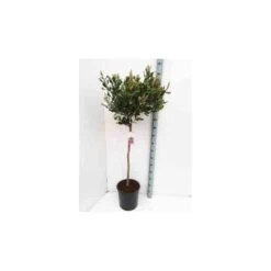 Rhaphiolepis Indica Taille Pot De 2 Litres ? 20/30 Cm - Rose -Flora Soldes 64038baf408e41.88048365