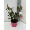 Rhaphiolepis Indica Taille Pot De 2 Litres ? 20/30 Cm - Rose -Flora Soldes 64038baf442c98.76075101