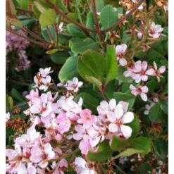 Rhaphiolepis Indica Taille Pot De 2 Litres ? 20/30 Cm - Rose -Flora Soldes 64038baf4762c1.44792849