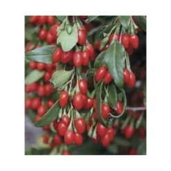 Lycium Barbarum (goji) Taille Pot De 2 Litres - 50/70 Cm - Rouge -Flora Soldes 64038bb53d9ee8.21730630