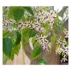 Melia Azedarach (lilas De Perse, Lilas Des Indes, Margousier, Faux Neem) Rose - Taille Pot De 9 Litres -140/160 Cm -Flora Soldes 64038bc05861f4.35583375