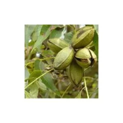 Carya Illinoinensis Adulte (noix De Pecan, Pacanier) Vert - Taille Pot De 25l - 160/180cm -Flora Soldes 64038bc1ed1d10.59943051