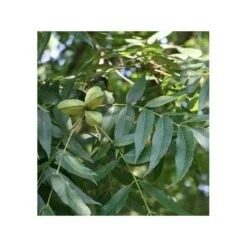 Carya Illinoinensis Adulte (noix De Pecan, Pacanier) Vert - Taille Pot De 25l - 160/180cm -Flora Soldes 64038bc2001e68.17504456