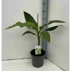 Musa Basjoo Sp. Sapporo Specimen (bananier Rustique) Jaune - Taille Pot De 50 Litres - 120/140 Cm Multi Troncs -Flora Soldes 64038bc946bc80.80641035