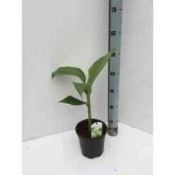 Musa Basjoo Sp. Sapporo Specimen (bananier Rustique) Jaune - Taille Pot De 50 Litres - 120/140 Cm Multi Troncs -Flora Soldes 64038bc949e0b0.08768046