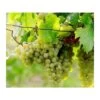 Vigne à Raisin Blanc (vitis Vinifera Himrot) Taille Pot De 2 Litres - 50/70 Cm -Flora Soldes 64038bcc3551c1.51909414