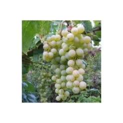 Vigne à Raisin Blanc (vitis Vinifera Himrot) Taille Pot De 2 Litres - 50/70 Cm -Flora Soldes 64038bcc3a6011.39979721