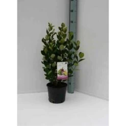 Acca Sellowiana (feijoa Ou Goyave Ananas) Rouge - Taille Pot De 7 Litres ? 100/120 Cm -Flora Soldes 64038bcd7256f8.10095343