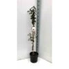 Acca Sellowiana (feijoa Ou Goyave Ananas) Rouge - Taille Pot De 7 Litres ? 100/120 Cm -Flora Soldes 64038bcd75e645.53282644