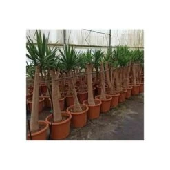 Yucca Elephantipes (yucca Pied D'éléphant) Blanc - Taille Pot De 160l - Ramifié - 180/220cm -Flora Soldes 64038bd08d9109.04650513