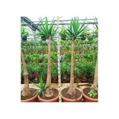Yucca Elephantipes (yucca Pied D'éléphant) Blanc - Taille Pot De 20 Litres - 110/130 Cm -Flora Soldes 64038bdc4df8d7.09101794