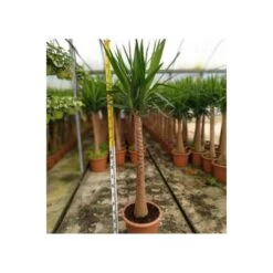 Yucca Elephantipes (yucca Pied D'éléphant) Blanc - Taille Pot De 20 Litres - 110/130 Cm -Flora Soldes 64038bdc5c90c2.60205893
