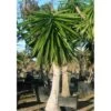 Yucca Elephantipes (yucca Pied D'éléphant) Blanc - Taille Pot De 20 Litres - 110/130 Cm -Flora Soldes 64038bdc605098.11161640