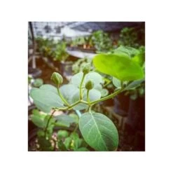 Capparis Spinosa (caprier) Blanc - Taille Pot De 2 Litres ? 20/30 Cm -Flora Soldes 64038c0b89a017.14176578