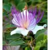Capparis Spinosa (caprier) Blanc - Taille Pot De 2 Litres ? 20/30 Cm -Flora Soldes 64038c0b8f5135.71019905