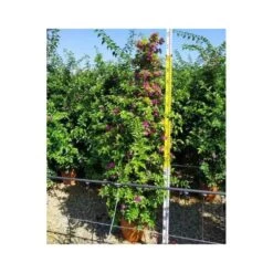 Bougainvillea Vera (bougainvillier Très Florifère) Taille Pot De 3.5l - 80/100cm -Flora Soldes 64038c19062340.12754263