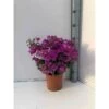 Bougainvillea Vera (bougainvillier Très Florifère) Taille Pot De 3.5l - 80/100cm -Flora Soldes 64038c190ba0c8.83775597