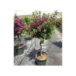 Bougainvillea Vera (bougainvillier Très Florifère) Taille Pot De 3.5l - 80/100cm -Flora Soldes 64038c190f47a0.95204682