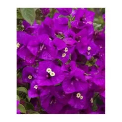 Bougainvillea Vera (bougainvillier Très Florifère) Taille Pot De 3.5l - 80/100cm -Flora Soldes 64038c191303a1.90677574