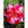 Adenium Obesum Cv.good Morning Rouge - Taille Caudex D'environ 150g -Flora Soldes 640391ba36fc80.99175969