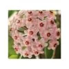Hoya Carnosa (fleurs Rose) (fleur De Porcelaine, Fleur De Cire) - Taille Pot De 2 Litres - 20/40 Cm -Flora Soldes 640391bb743a36.90954455